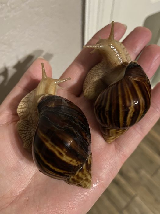 Равлики Ахатіна продам