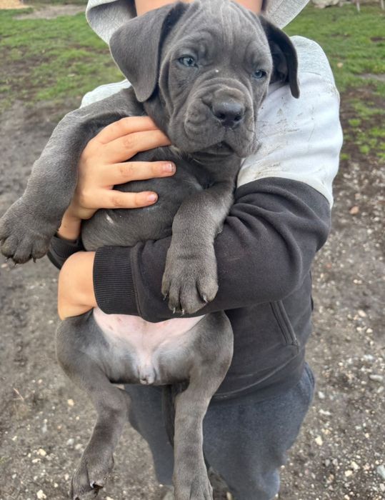 Suczka CaneCorso