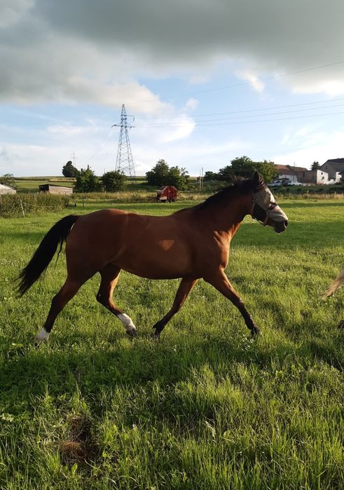 Klacz AQH 04.2016r