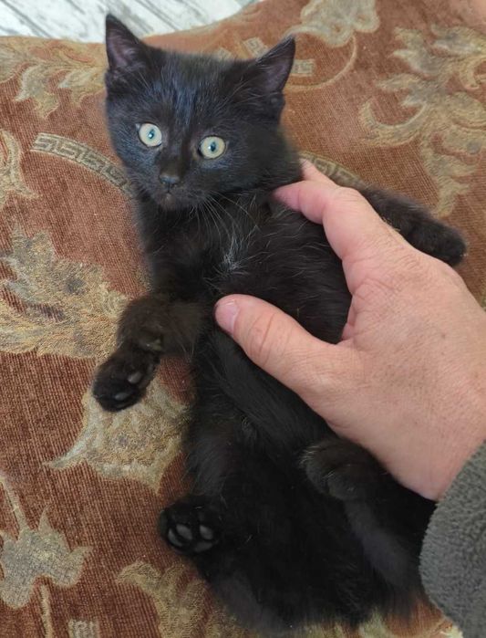 Віддам чорняве кошеня безкоштовно (дівчинка)