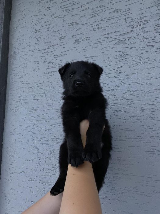 Вязка .Чорна німецька вівчарка