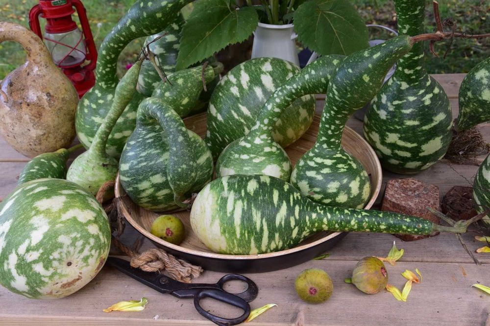 Abóboras Pescoço de Ganso