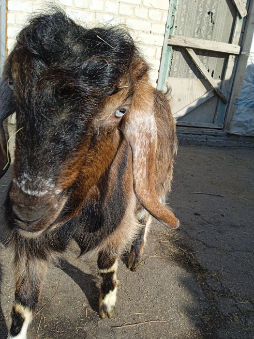Продам козла Шами 50%