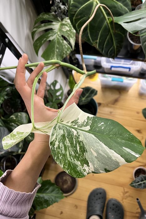 Монстера альба, крассула Rope, антуріум Balaoanum