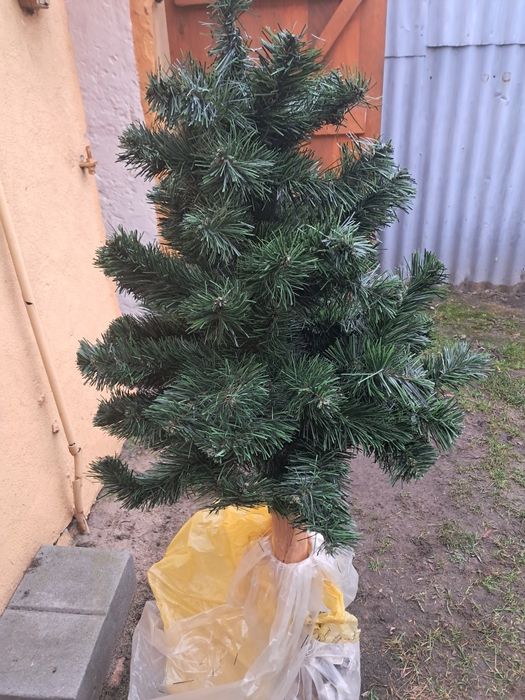 Choinka na pniu..