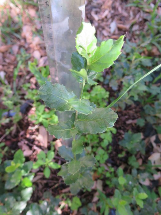 Mudas sobreiros para plantar árvores