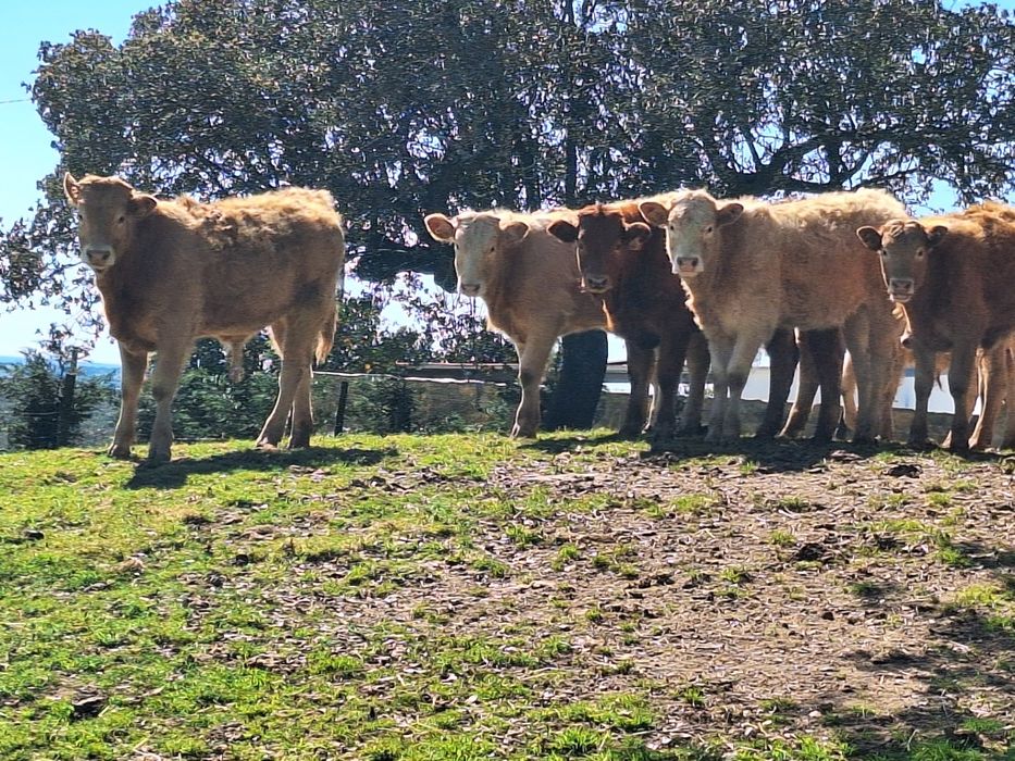 Vitelos cx.limousine