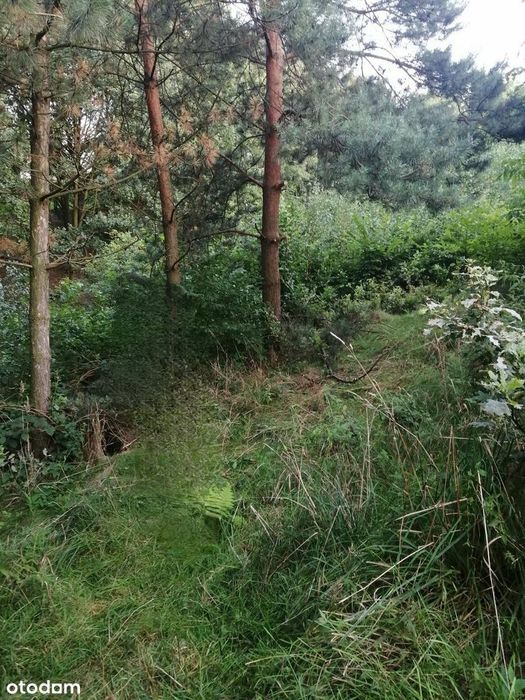 Działka budowlana w Radlinie - zieleń, spokój, bez pośredników - Widok 2