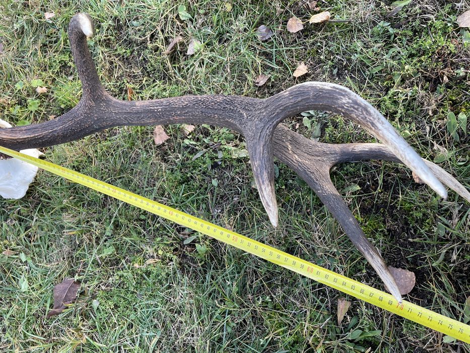 Trofeum wieniec jelenia 12-stak regularny poroże jeleń rogi nr 52