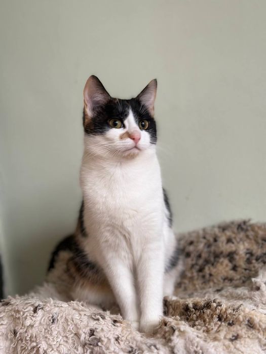 Кошенятко у хороші руки