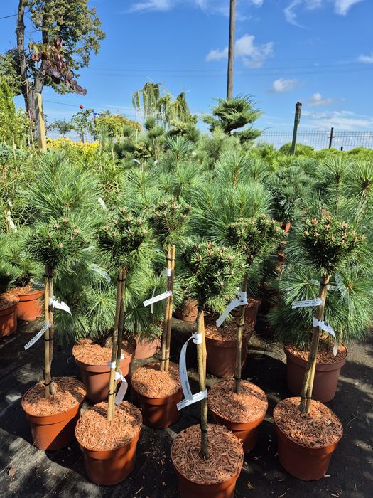 Iglaki miniaturowe , iglaki szczepione na pniu.