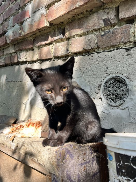 Кошенята, кішка, кіт безкоштовно