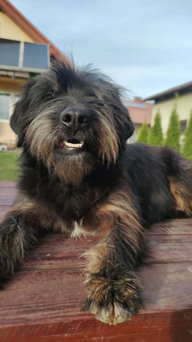 Oddam pieski w dobre ręce