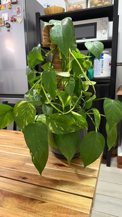 Jiboia Golden / Epipremnum aureum