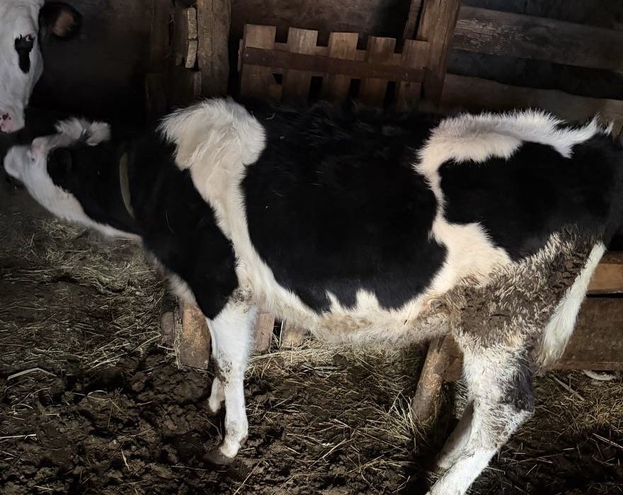Продам телицю парувального віку