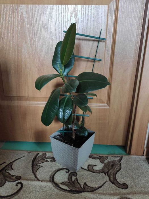 Фикус кустовой  молодое растение