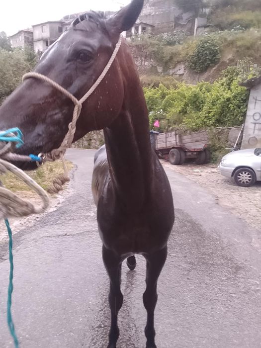 Cavalo inteiro trutador 4 anos
