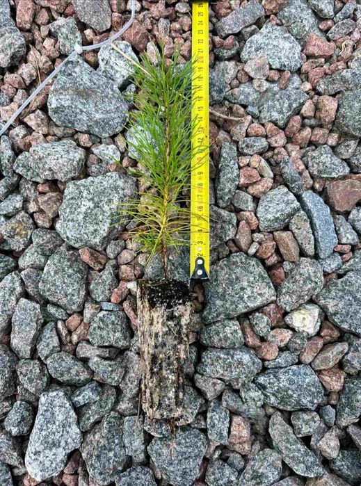 Саджанці Модрини, Ялини, Сосни, Ялиці