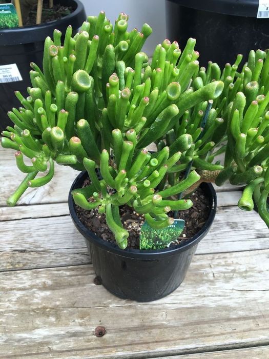 Красула Хоббіт /  Hobbit