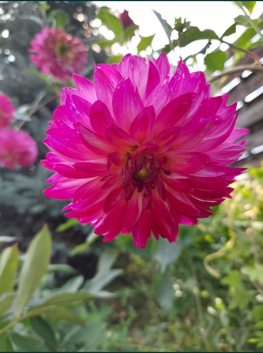 Георгины клубни.