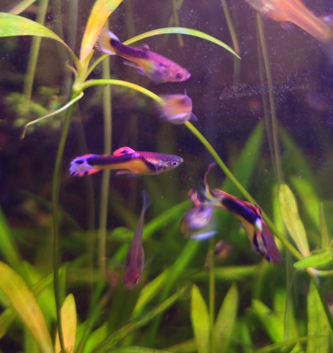 Guppy endler macho