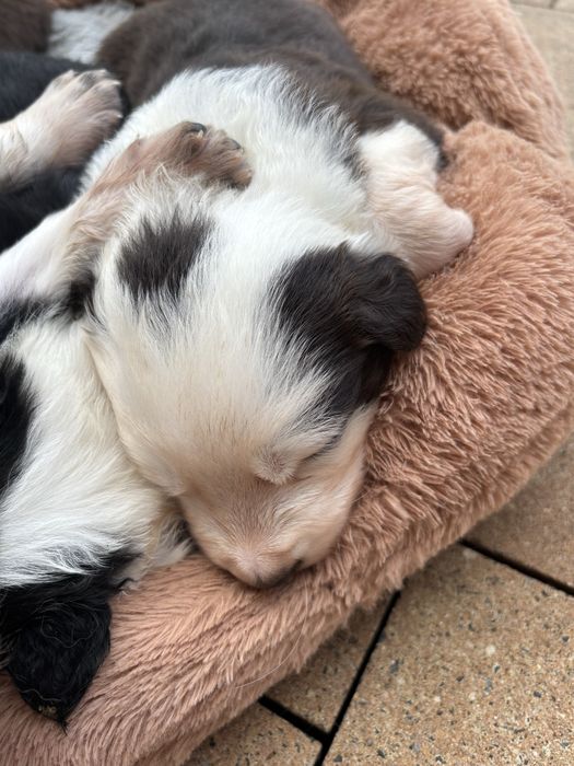 Border Collie, Rezerwacja!!