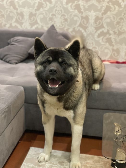 Акіта американська вязка