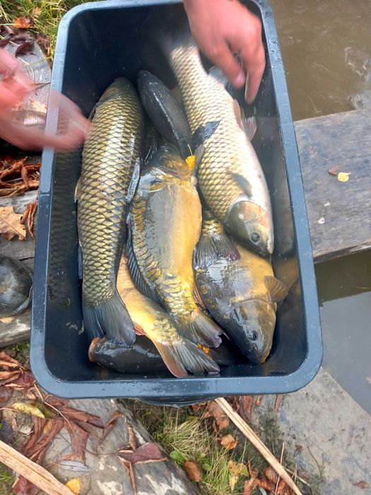 Karpie z własnego stawu