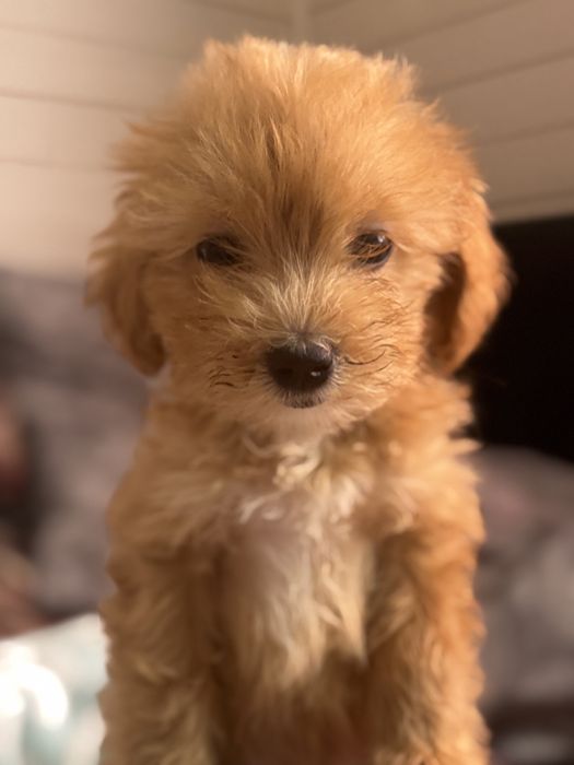 Maltipoo f1 piesek xxs gotowy do odbioru