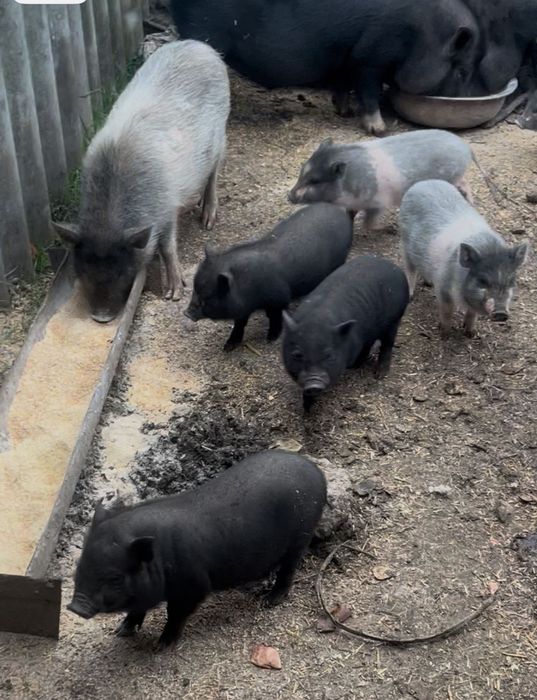 в'єтнамські поросята