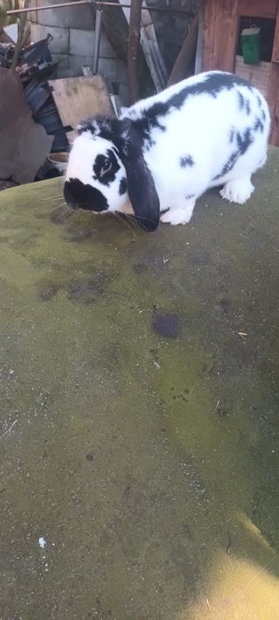 Sprzedam samce i samice