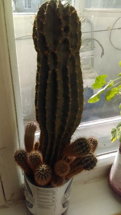 Продаются кактусы комнатные, цветущие.