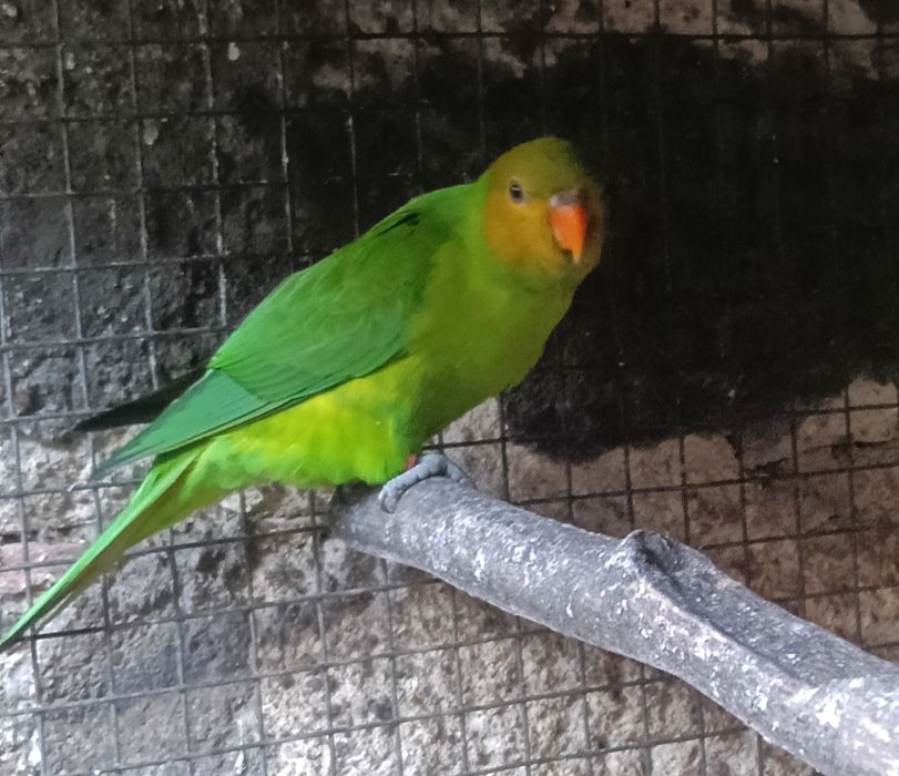 Psitacideos diversos