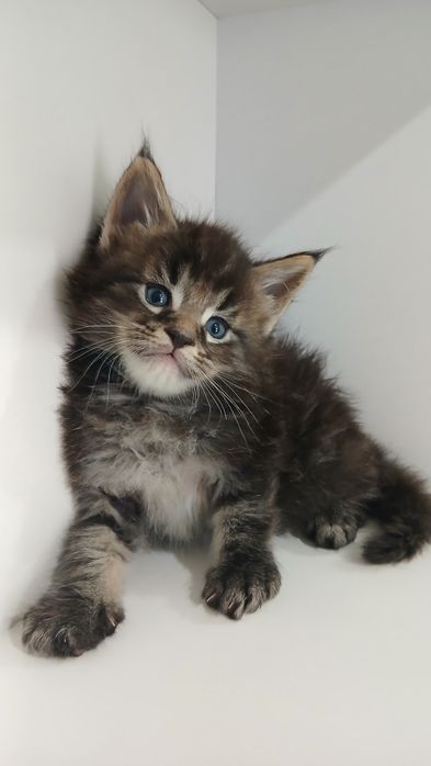 Муркотлива дівчинка Мейн-кун