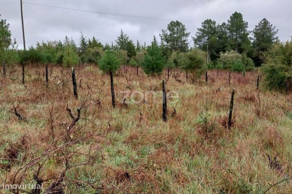 Terreno Urbanizável com Olivais| Riodades | São João da Pesqueira