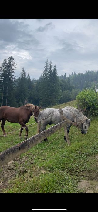 Продаю коней, жеребець і кобила