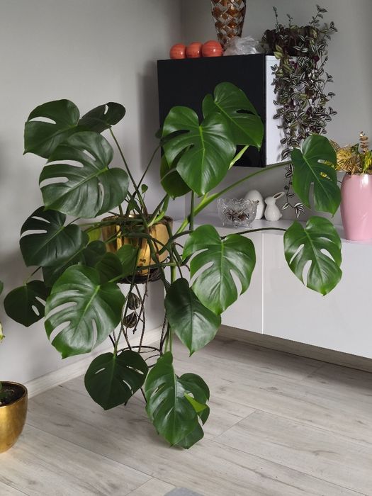 Monstera kilkuletnia