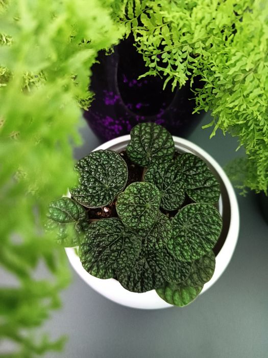 Продам набір діток пеперомій