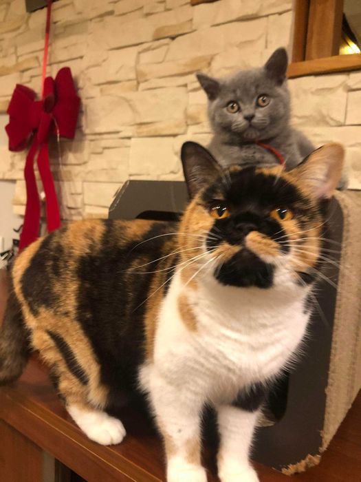 kotka brytyjska do hodowli rodowód FPL