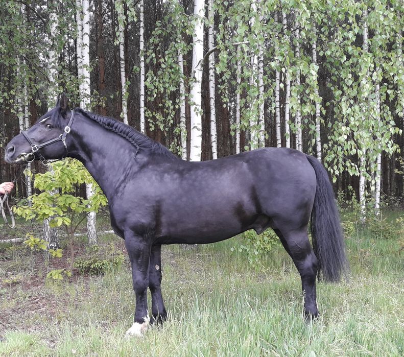 Ogier śląski Jurand możliwa zamiana