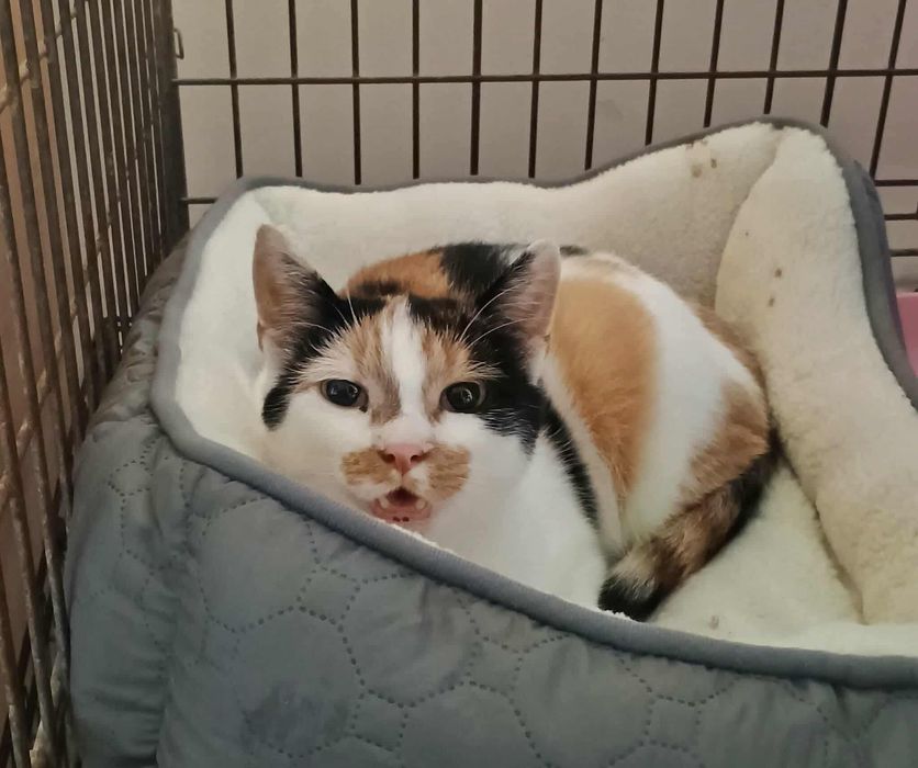 Pomóż Olimpii, daj miłość