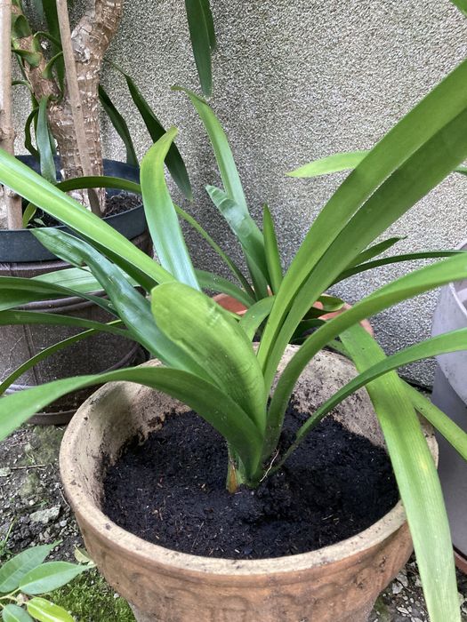 Kwiaty doniczkowe kliwia, szabla, dracena, juka