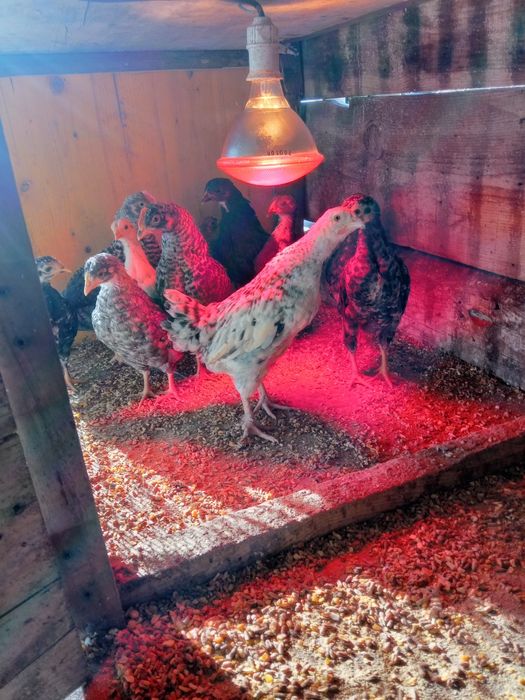 Pintos de várias raças