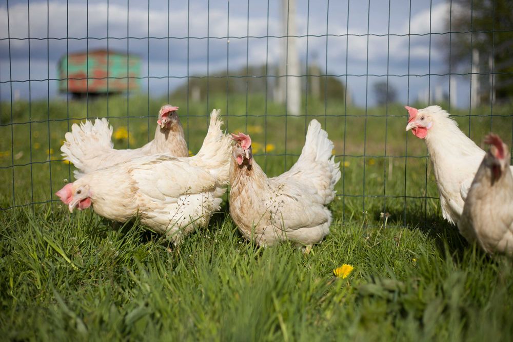 Kury kokoszki nioski odchowane Tetra z jajkiem