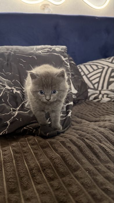 Отдам даром котят