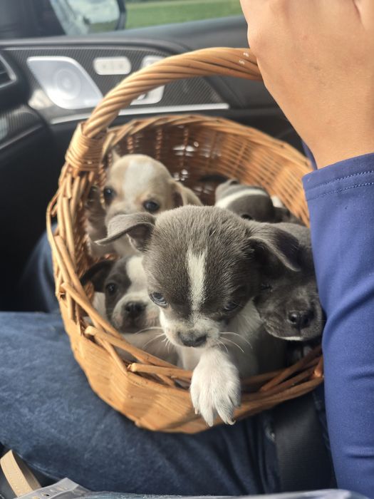 Chihuahua niebieskooka ,maleńkasunia
