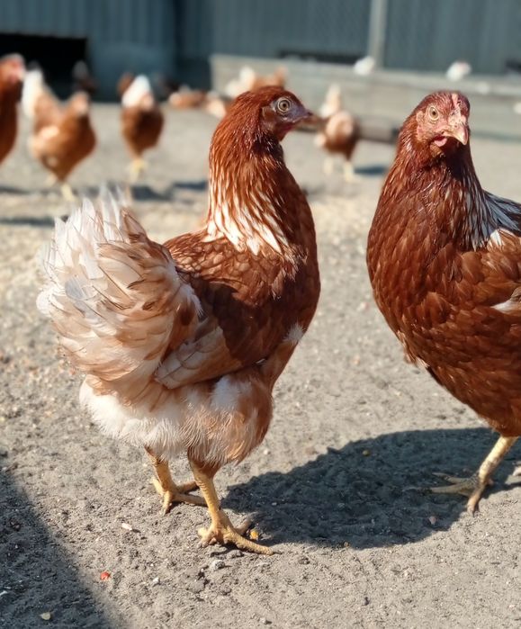 Куры старка и молодка