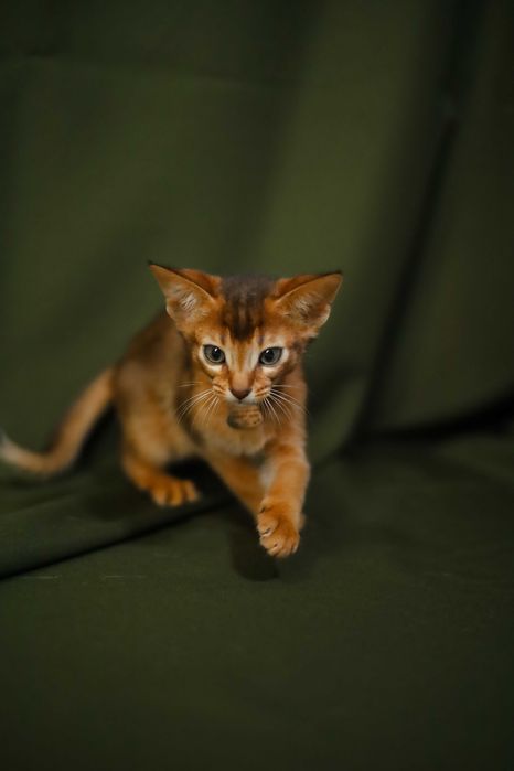 Кошенята шоу класу