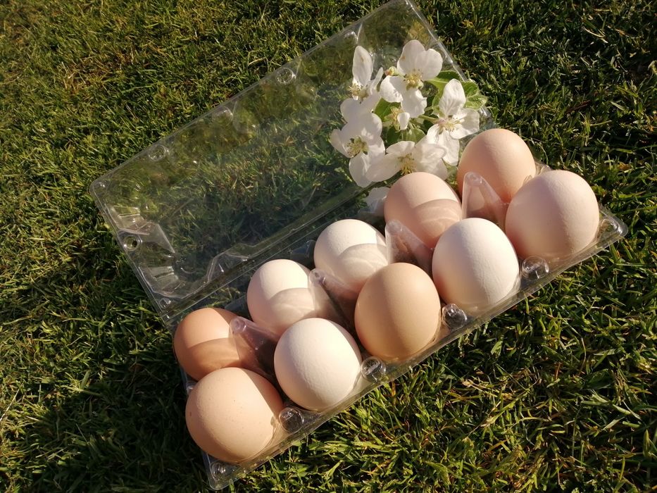 Świeże jaja wiejskie