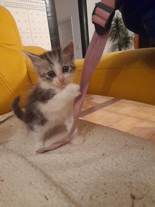 Dou gatinho para adopção